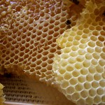 Honey_comb