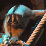 loris