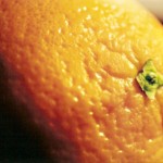macro_orange