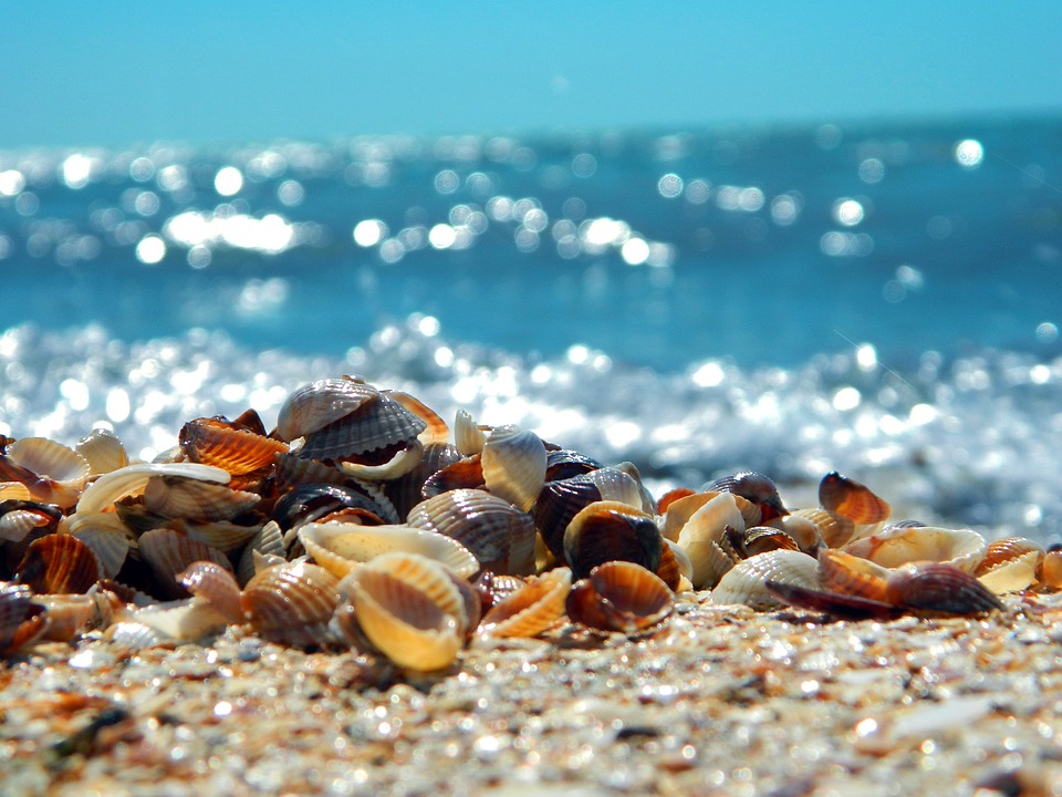 Pourquoi On Entend La Mer Dans Les Coquillages Coquillage Ou On Entend La Mer - Communauté MCMS