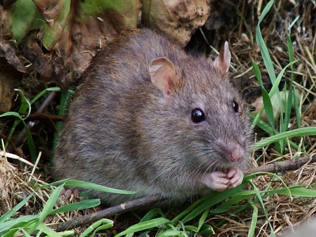 Rats des villes et rats des champs - Culture générale