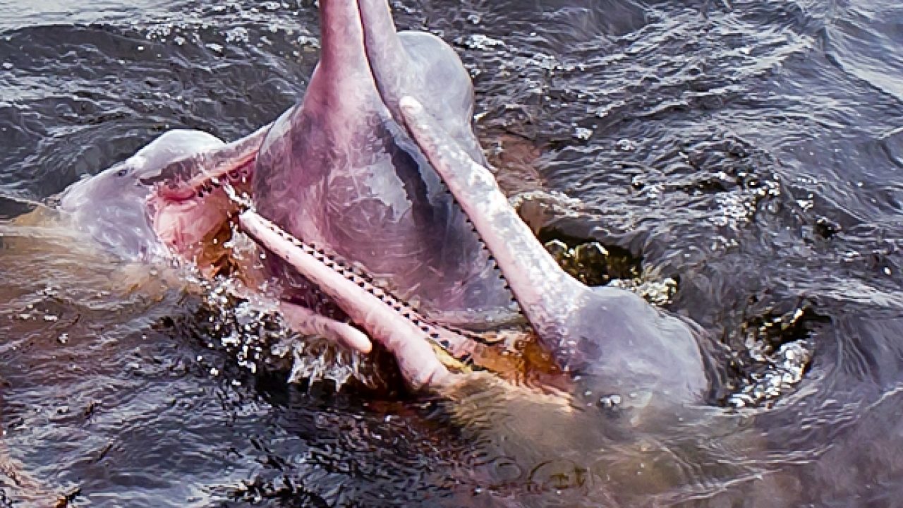 Je Viens De Voir Un Dauphin Rose Culture Generale Je Viens De Voir Un Dauphin Rose Culture Generale