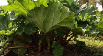 Le recyclage des feuilles de rhubarbe