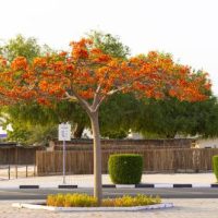 L’arbre qu’on appelle le flamboyant