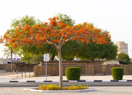 L’arbre qu’on appelle le flamboyant