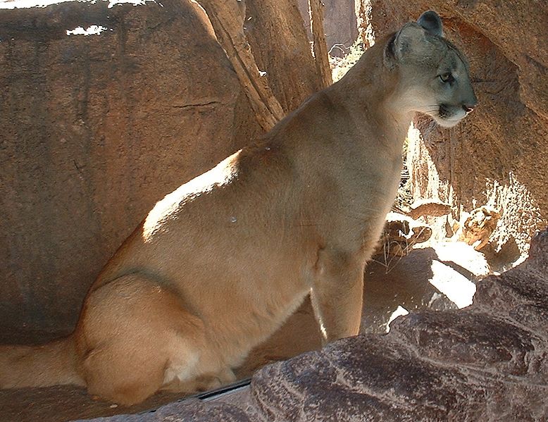 puma jaguar