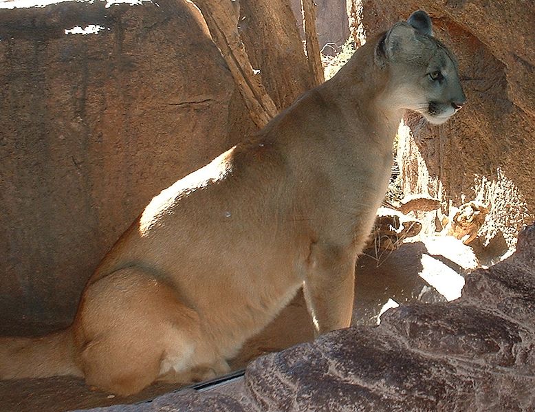 puma ou jaguar