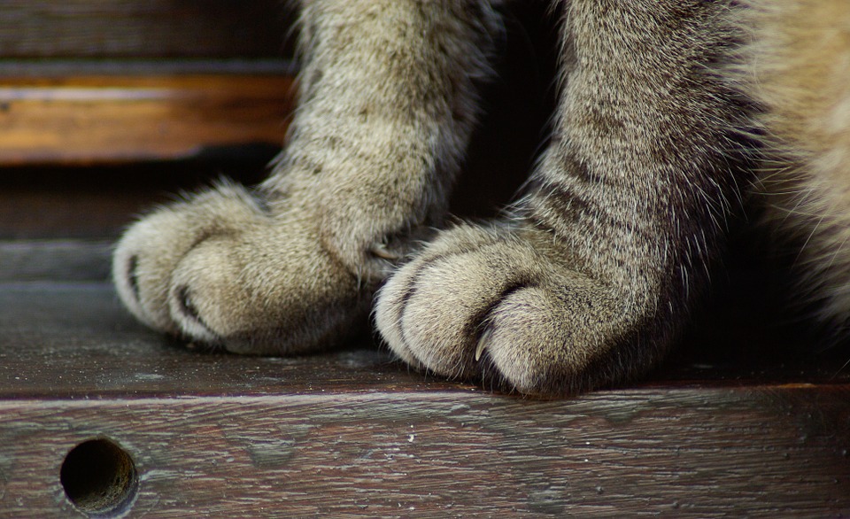 Paradoxe Du Chat Tartine Culture Generale Paradoxe Du Chat Tartine Culture Generale