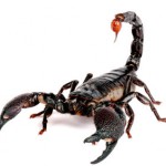 Emporer Scorpion (Pandinus imperator).