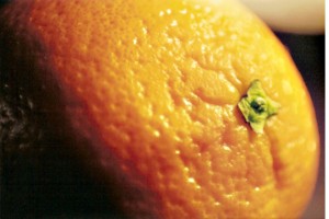 macro_orange