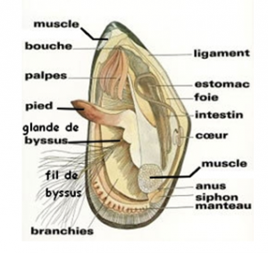 moule